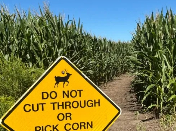 玉米地大學(xué)-UIUC