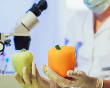 美國食品科學(xué)碩士